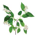 Экстракт пяти фруктов и цветков 