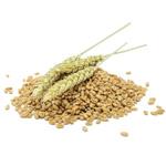 Екстракт пшеничных ростков
