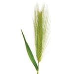 Гидролизованный протеин пшеницы