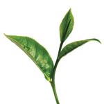 Tējas koka ēteriskā eļļa